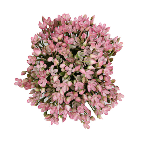 Ghiveci Cu Flori, Roz, Plastic, 16Cm