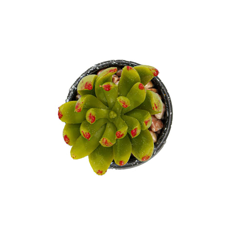 Vas Rotund Cu Planta Suculenta, Verde, Plastic, 8Cm