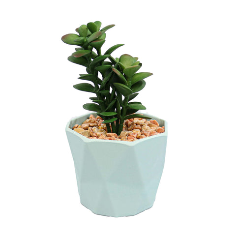 Planta Suculenta In Ghiveci, Blue, Plastic, 16Cm